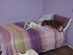 dogs in purple room